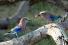 Lilac-breasted Roller :: Gabelracke