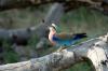 Lilac-breasted Roller :: Gabelracke