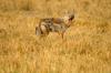 Side-Striped Jackal :: Streifenschakal