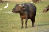 Buffalo :: Wasserbüffel
