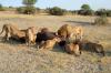 Lion :: Lwe 