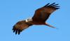 Yellow-Billed Kite :: Schmarotzermilan