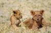 Lion :: Lwe 