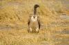 White-backed Vulture :: Weirckengeier