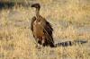 White-backed Vulture :: Weirckengeier