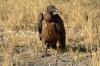 White-backed Vulture :: Weirckengeier