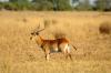 Red Lechwe :: Moorantilope