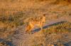 Side-Striped Jackal :: Streifenschakal