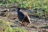 Red-billed Frankolin :: Sandhuhn