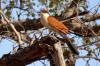 Burchell's Coucal :: Tiputip