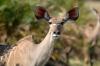 Kudu :: Groer Kudu