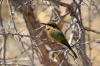 Little Bee-eater :: Zwergbienenfresser