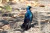 Burchell's Glossy Starling :: Riesenglanzstar