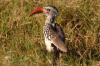 Red-billed Hornbill :: Rotschnabeltoko