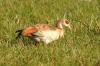 Egyptian Goose :: Nilgans