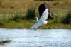 Great Egret :: Silberreiher