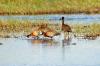 White-faced Duck :: Witwenente