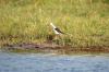 Black-winged Stilt :: Stelzenlufer