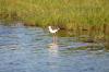 Black-winged Stilt :: Stelzenlufer