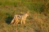 Side-Striped Jackal :: Streifenschakal