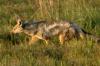 Side-Striped Jackal :: Streifenschakal