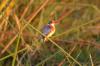 Malachite Kingfisher :: Malachiteisvogel oder Haubenzwergfischer