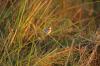 Malachite Kingfisher :: Malachiteisvogel oder Haubenzwergfischer
