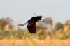 African Jacana :: Blaustirn-Blatthhnchen