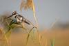 Pied Kingfisher :: Graufischer