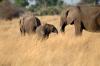 Elephant :: Elefant