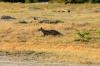 Side-Striped Jackal :: Streifenschakal