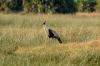 Wattled Crane :: Klunkerkranich