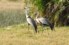 Wattled Crane :: Klunkerkranich