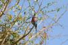 Lilac-breasted Roller :: Gabelracke