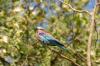 Lilac-breasted Roller :: Gabelracke