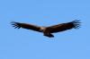 White-backed Vulture :: Weirckengeier