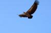 White-backed Vulture :: Weirckengeier