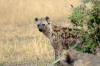 Spotted Hyena :: Tpfelhyne