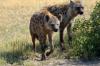 Spotted Hyena :: Tpfelhyne