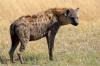 Spotted Hyena :: Tpfelhyne