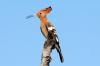 African Hoopoe ::Wiedehopf