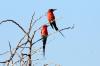 Carmin Bee-eater :: Scharlachspint