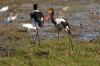 Saddle-billed Stork :: Sattelstorch