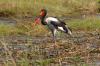 Saddle-billed Stork :: Sattelstorch