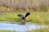 African Fish Eagle :: Schreiseeadler