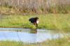 African Fish Eagle :: Schreiseeadler