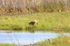 African Fish Eagle :: Schreiseeadler