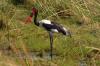 Saddle-billed Stork :: Sattelstorch