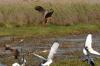 African Fish Eagle :: Schreiseeadler