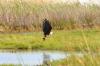 African Fish Eagle :: Schreiseeadler